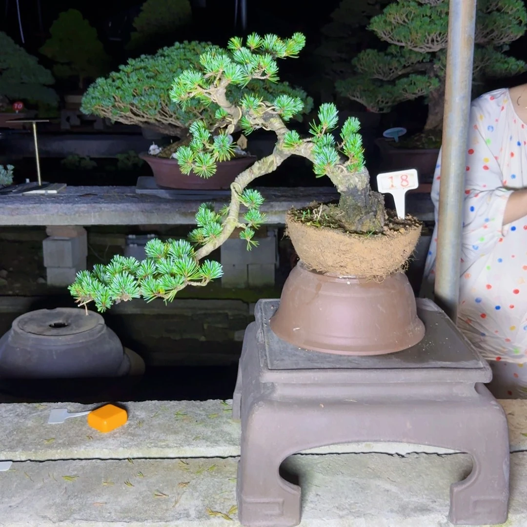 用***0无花朵松树松树松树松树松树