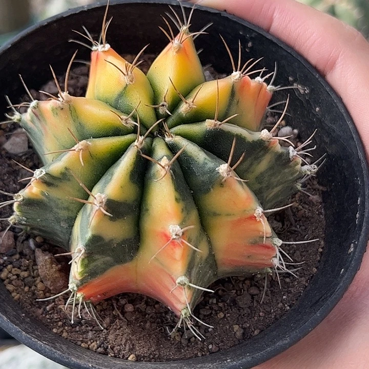 实生根散斑米哈锦