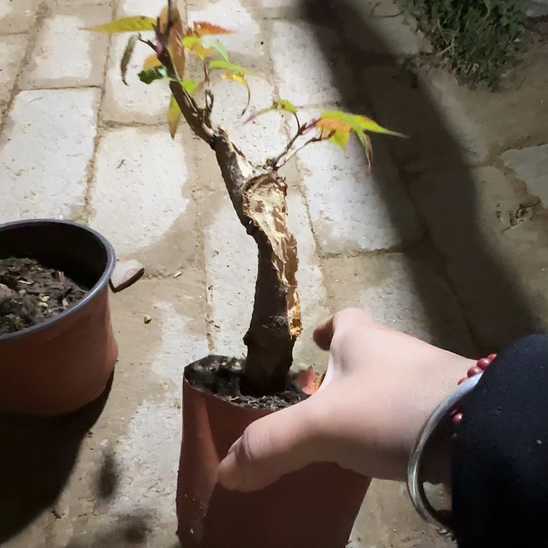 为***队无花朵小冯干活那么快