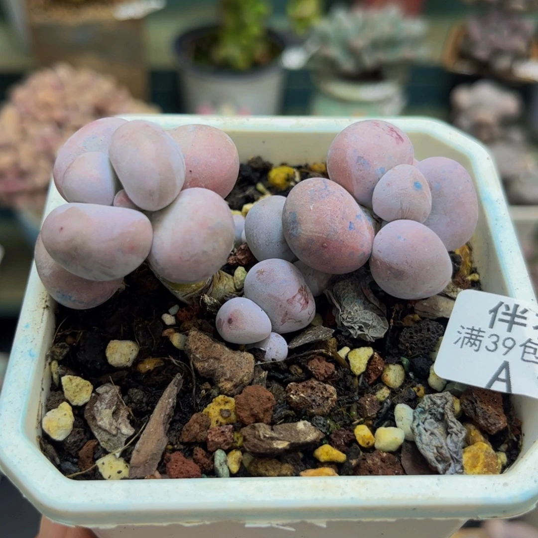 1139芭比奶酪5cm多肉