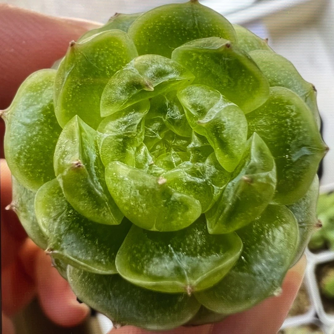 小满种子20粒，新手推荐