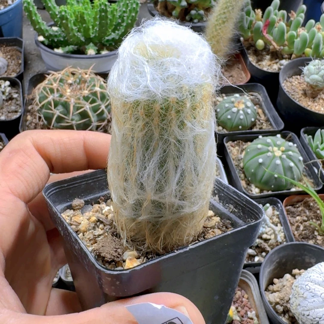 913长毛老乐柱脱土发货