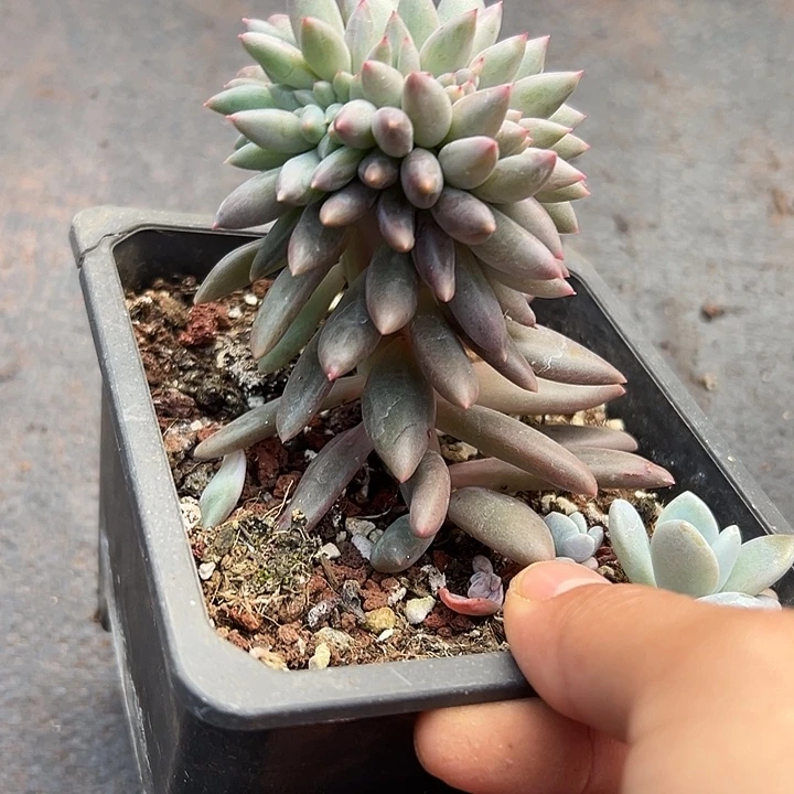 红蜻蜓高退缀化多肉