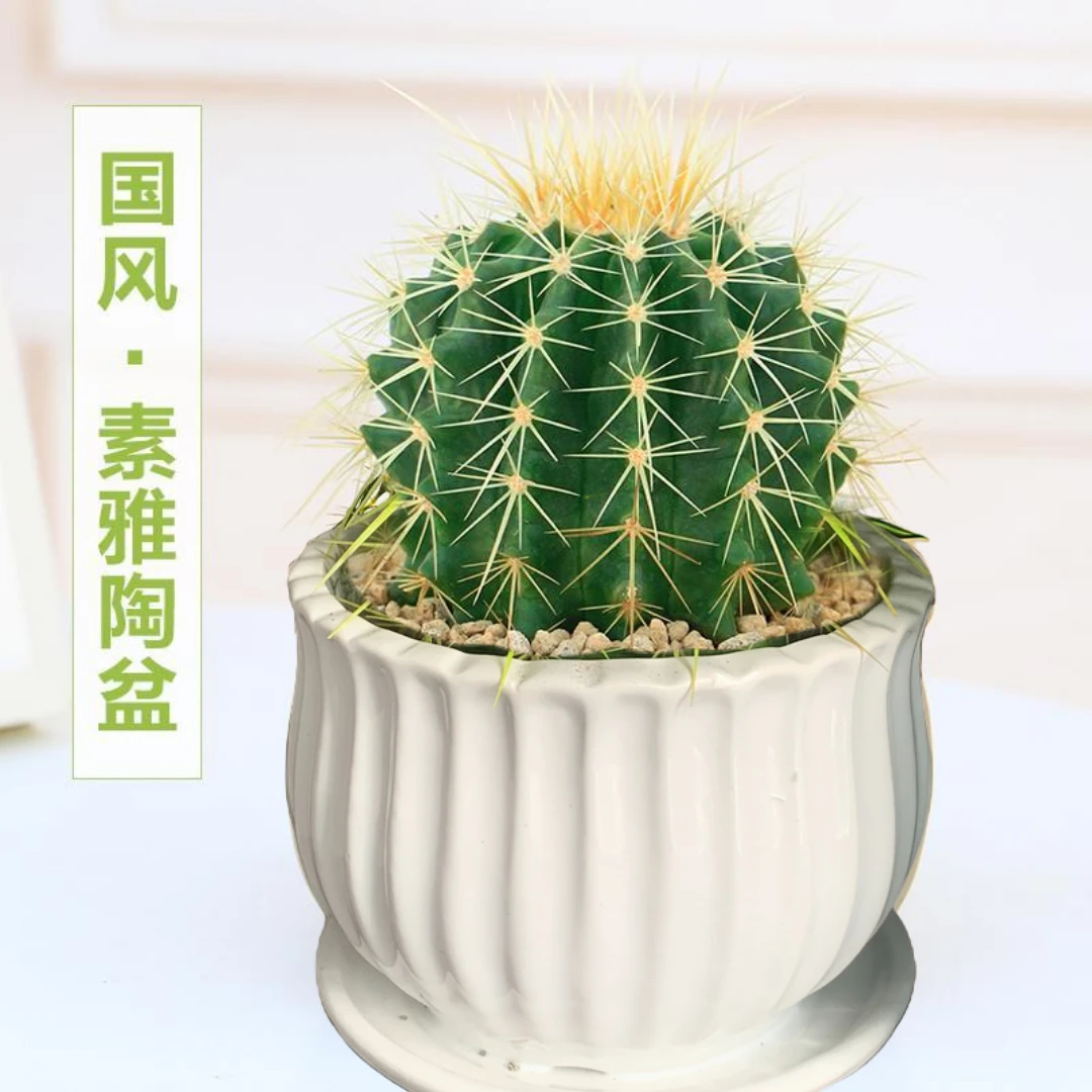 高颜值金虎仙人球防辐射植物盆栽吸甲醛办公室桌摆宿舍好养懒人