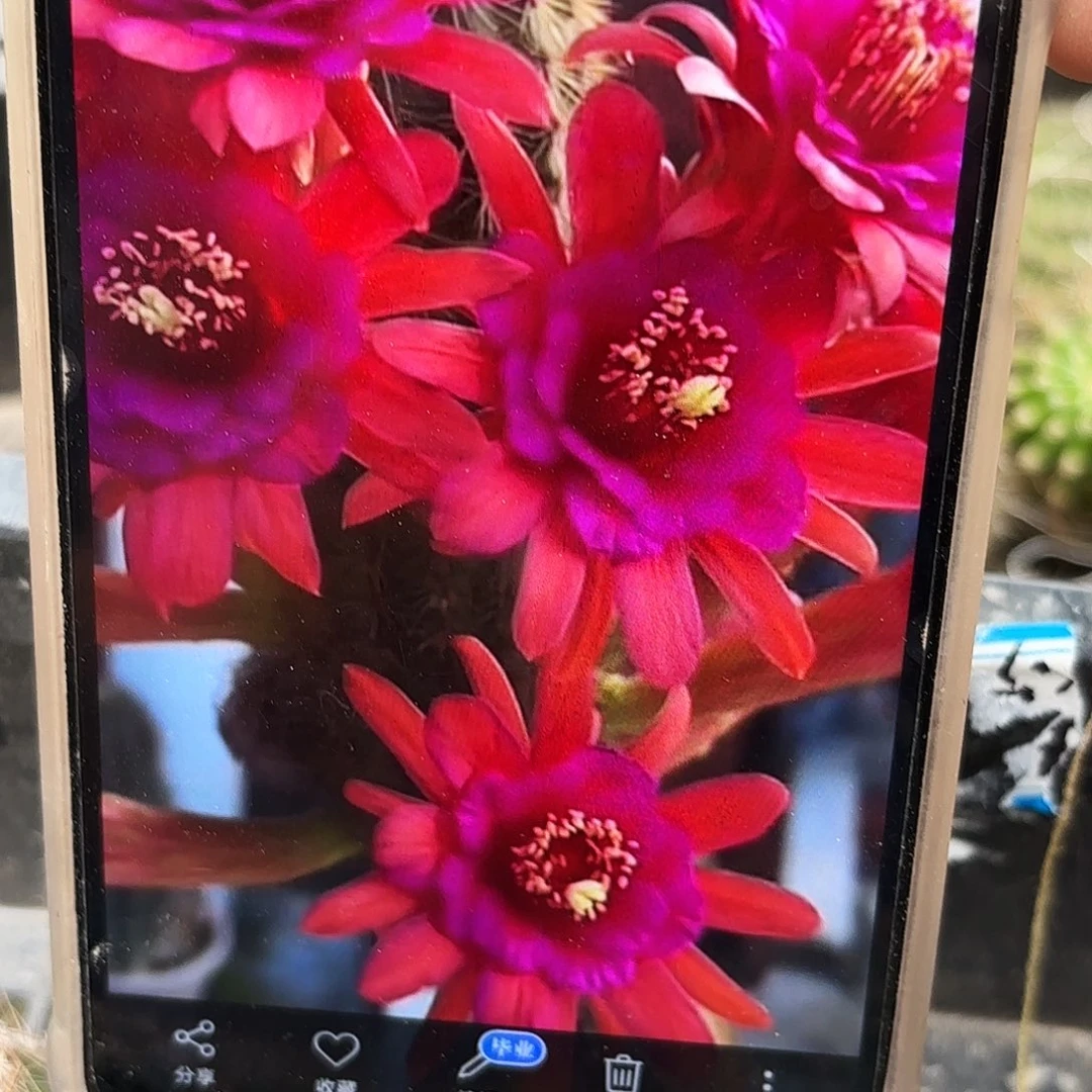 紫水晶2颗侧牙20包邮仙人球47