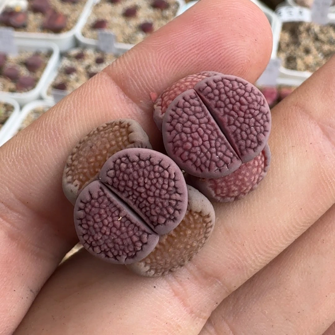 F599细密纹紫巴里回交四年