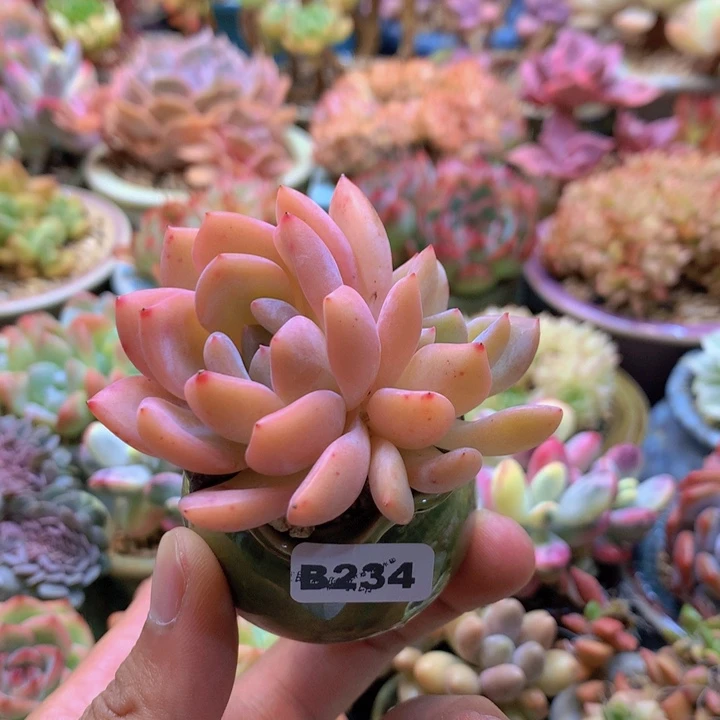 一物一拍含盆土满38包邮B234