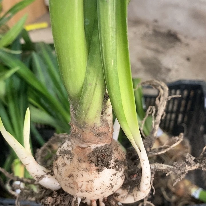 全部花朵梦幻4.5以上带侧039号