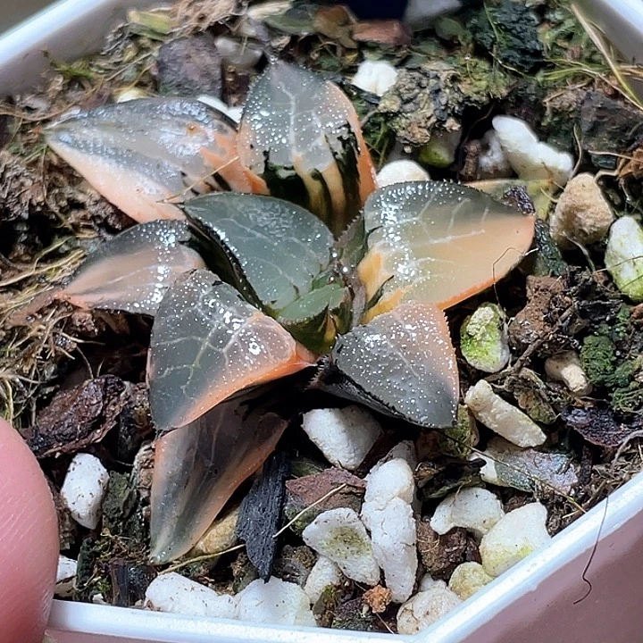 571冰河锦特选福利