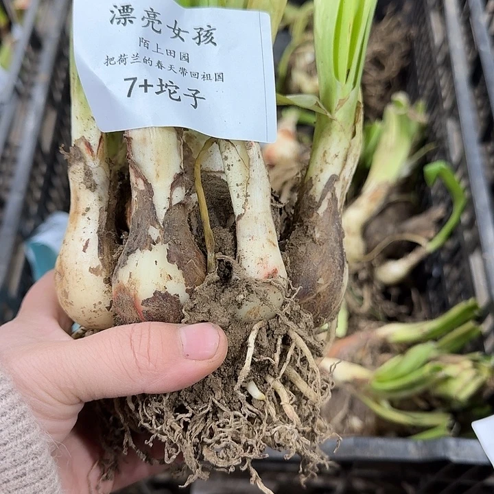 漂亮女孩7厘米坨子