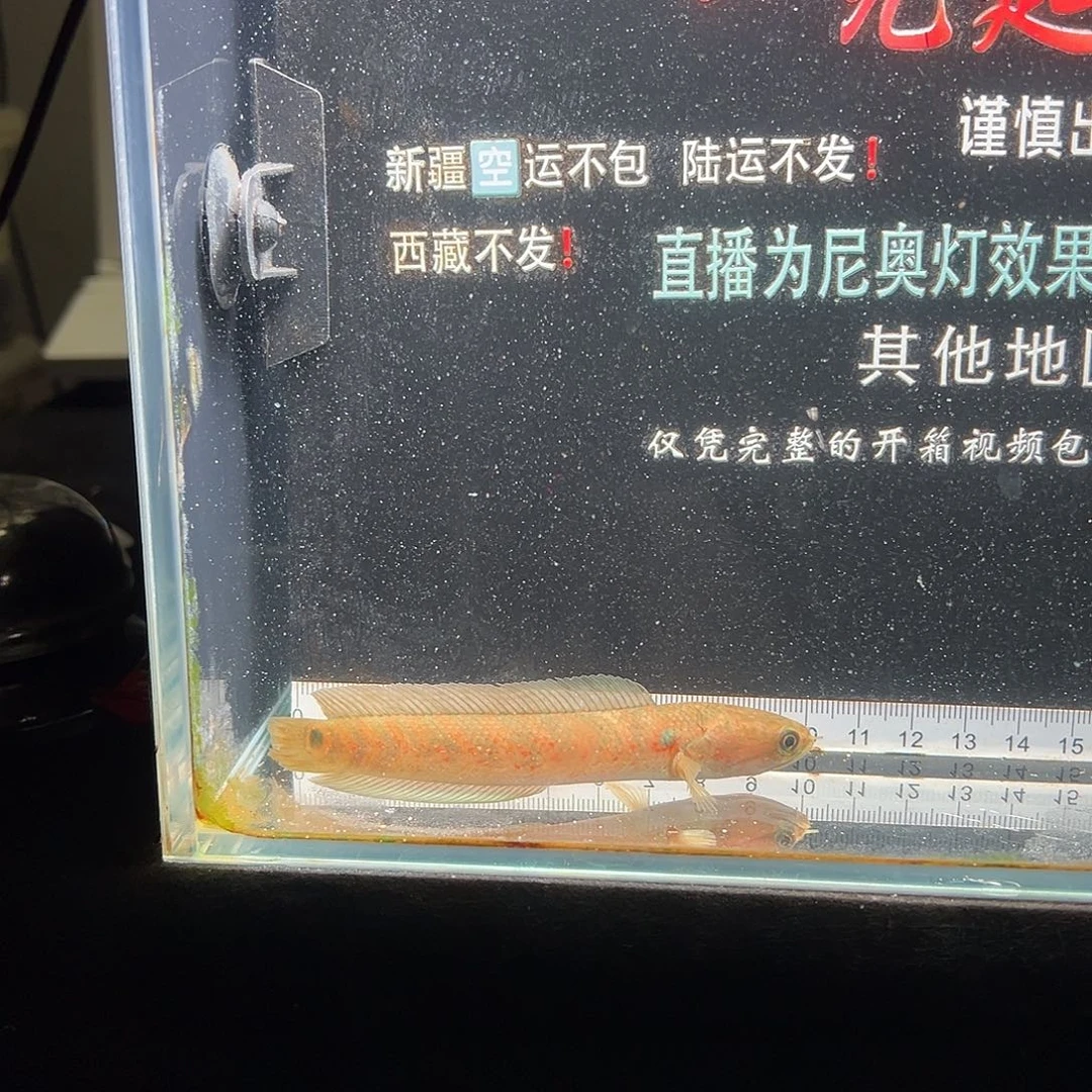 雷龙鱼七星雷龙七星雷龙