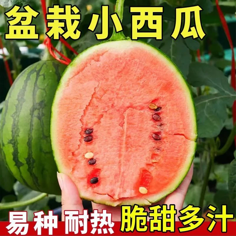 超甜蜂蜜小西瓜种子红玉无籽小西瓜四季种植阳台庭院盆栽水果种子