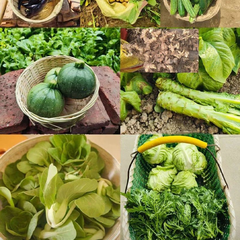 主播推荐多年生长根茎类草本植物一物一拍