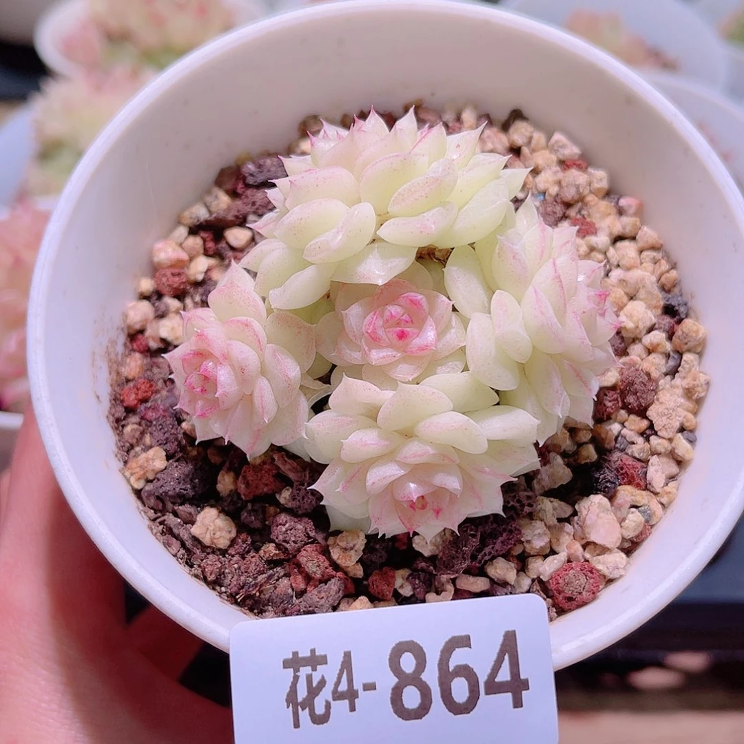 花利美4-864白天鹅