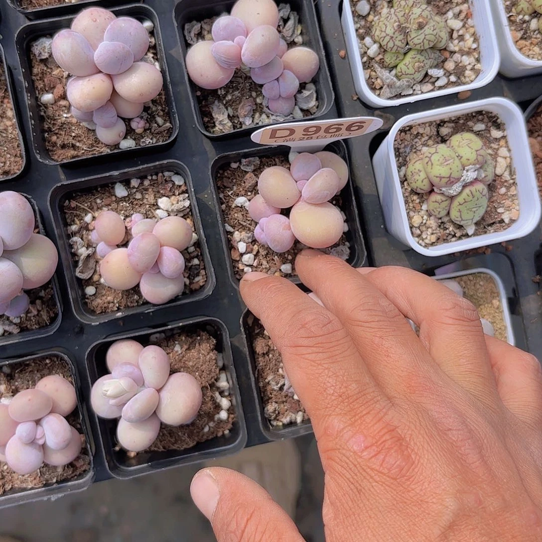 D966水光针一物一拍