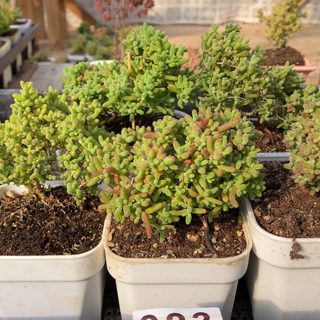 蜜桔糖球糖球啦啦023