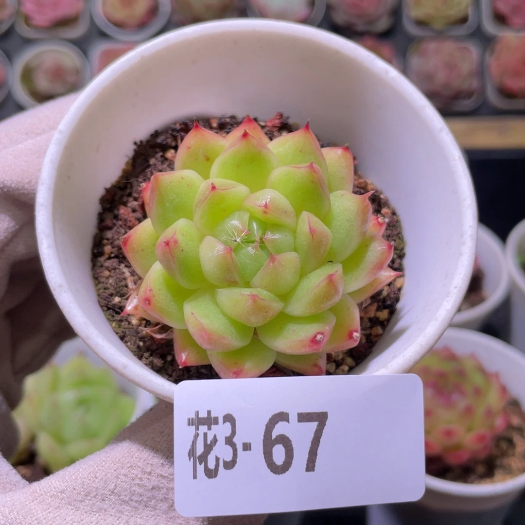 花利美3-67海王单头