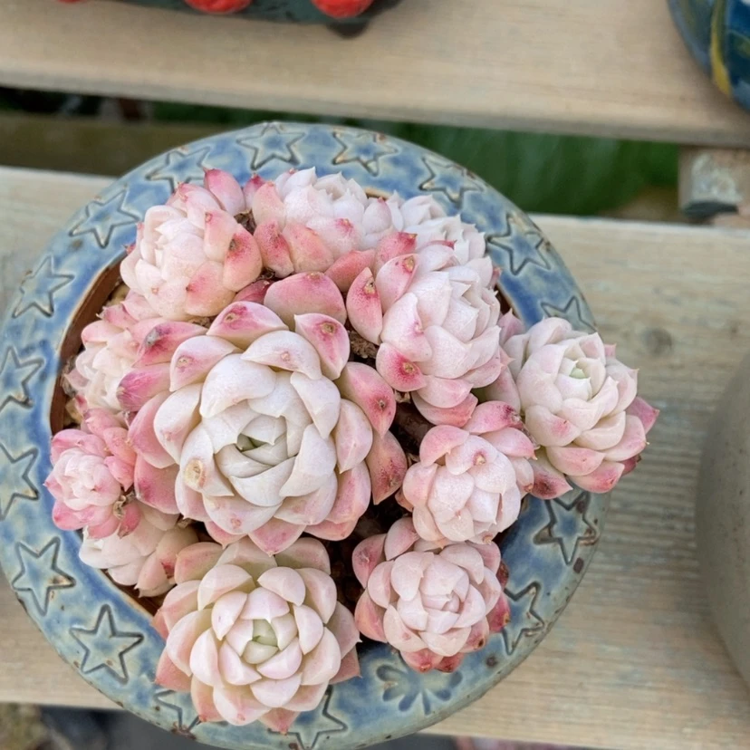 【闪购商品】月影杂