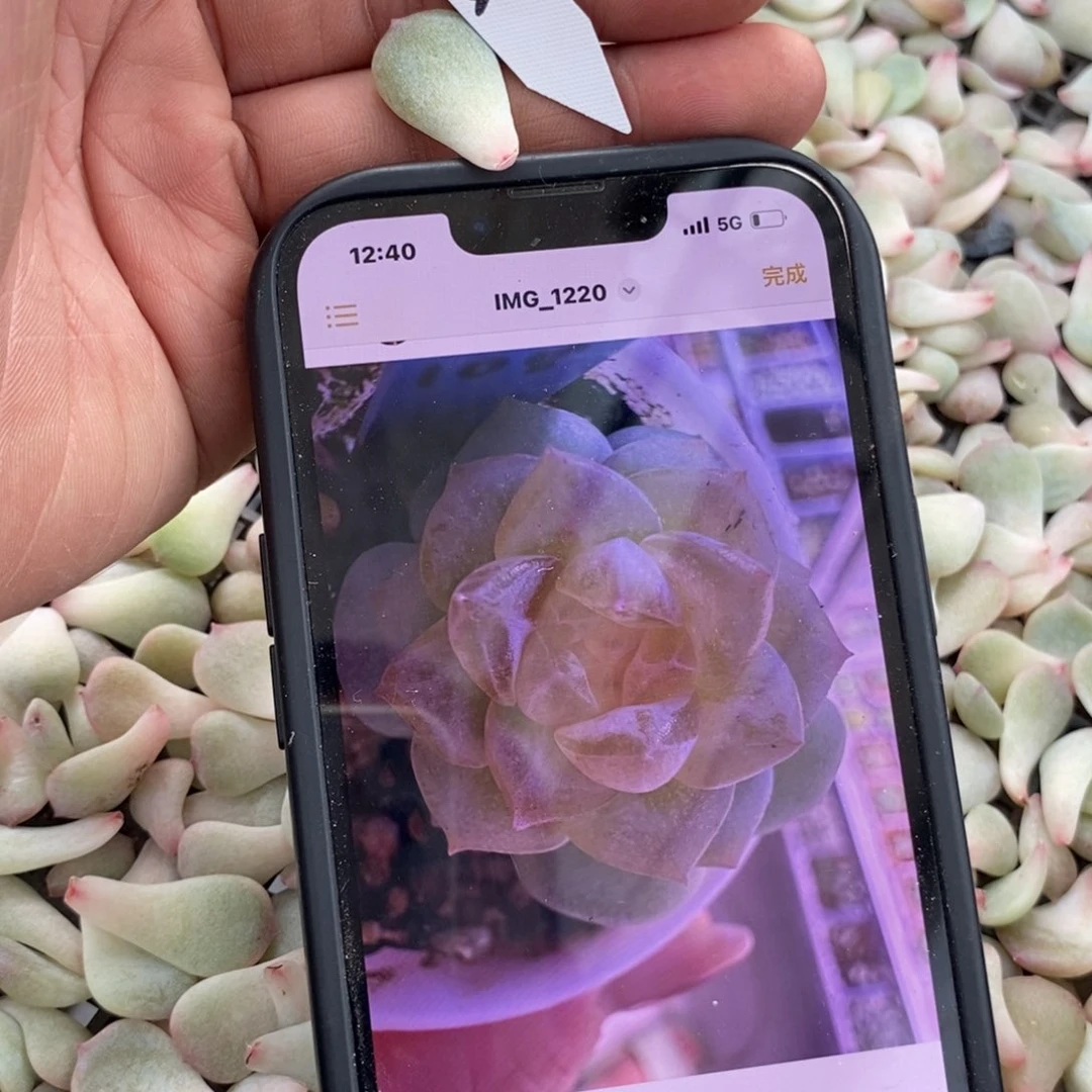 纯叶片素心一片多肉