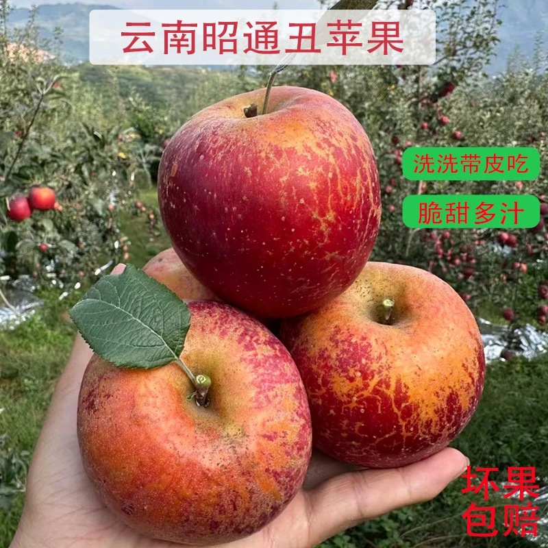 云南昭通丑苹果新鲜脆甜多汁头茬当季水果现摘现发整箱包邮