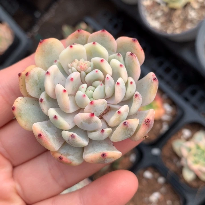 雪爪锦多肉植物和