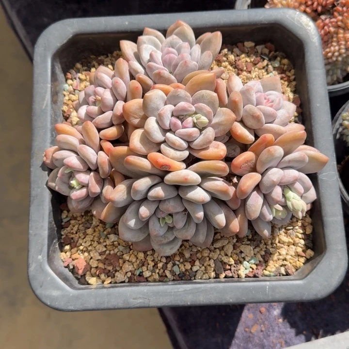 依**?18厘米左右一物一拍的