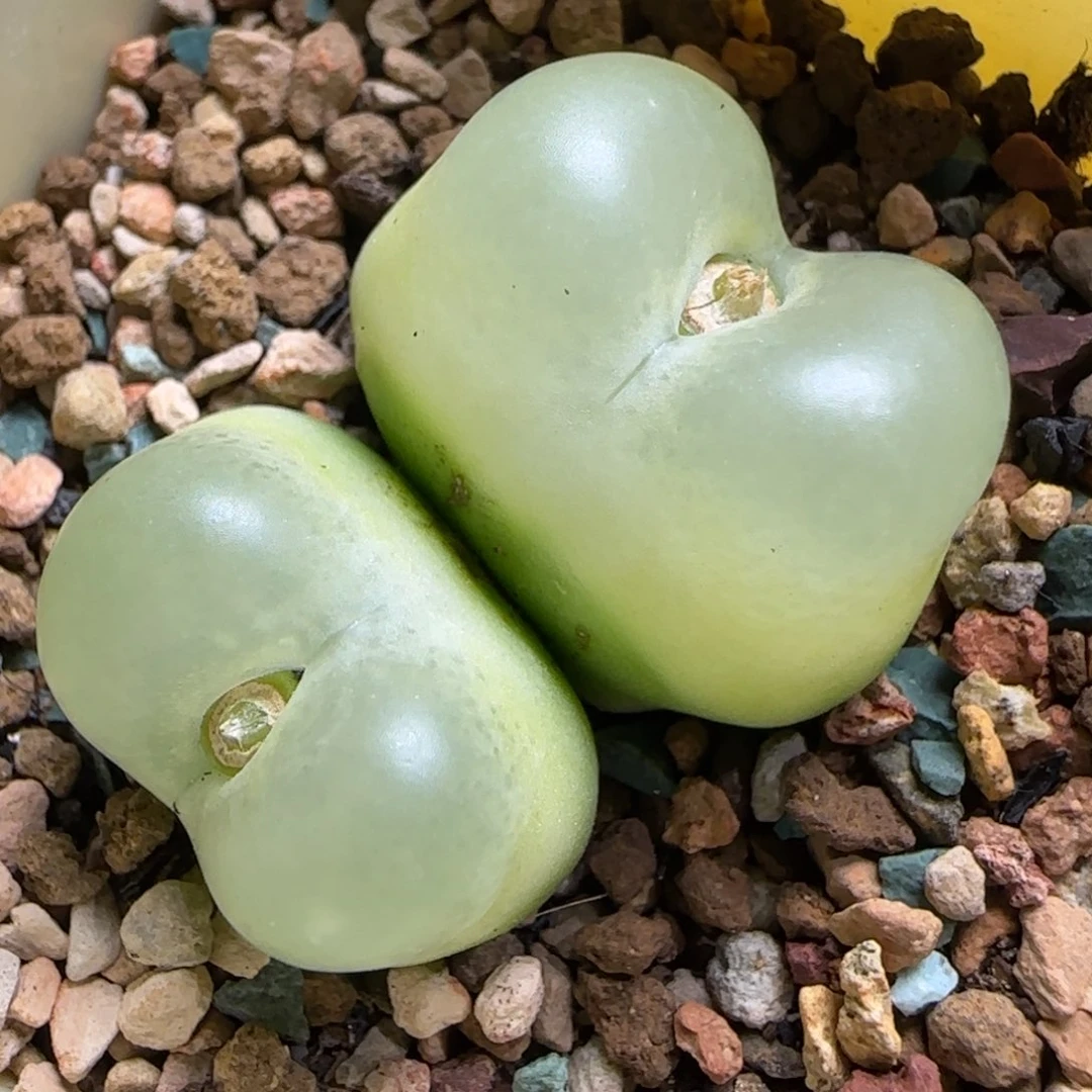 多肉大王拉登母本34号