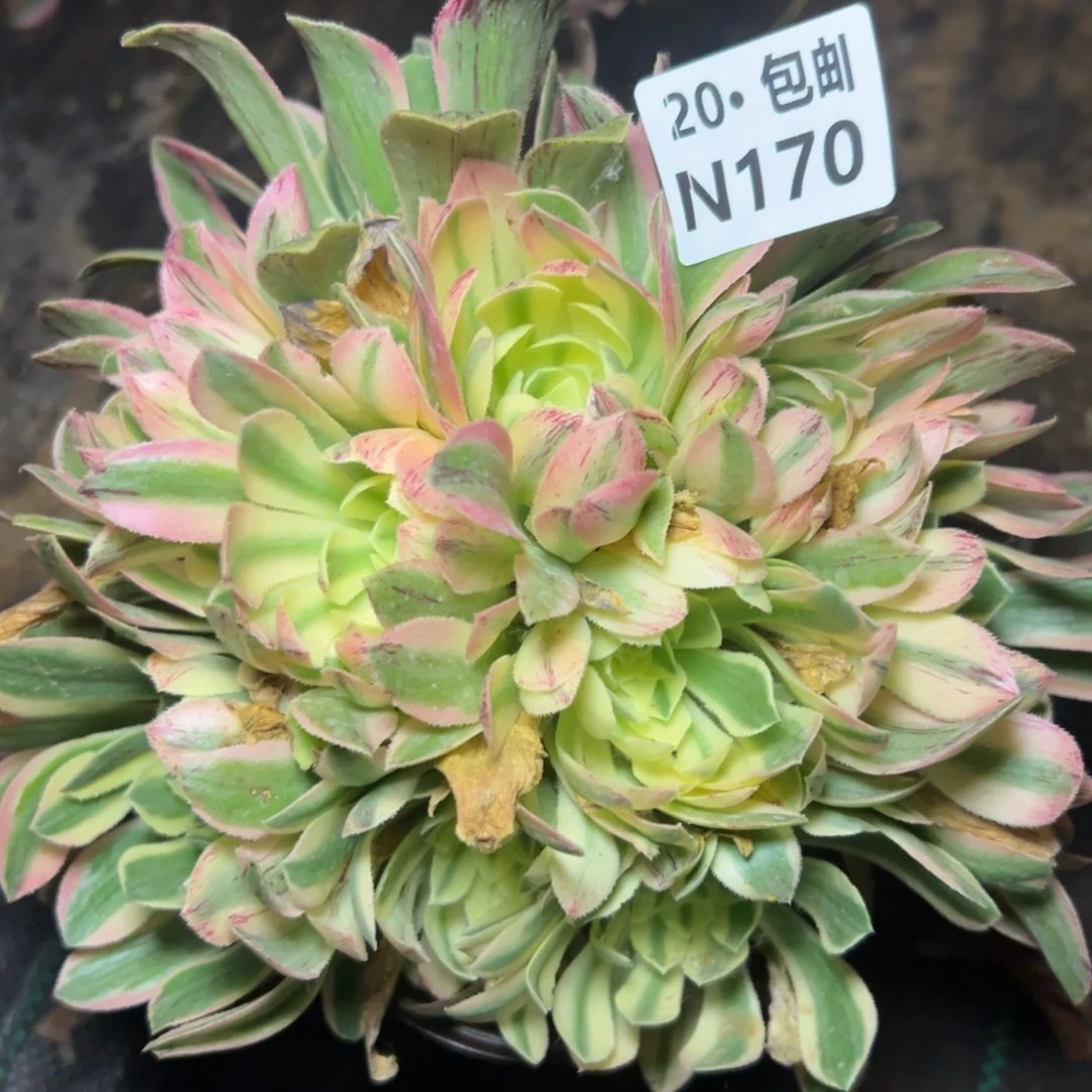 170艳凝,满20包邮