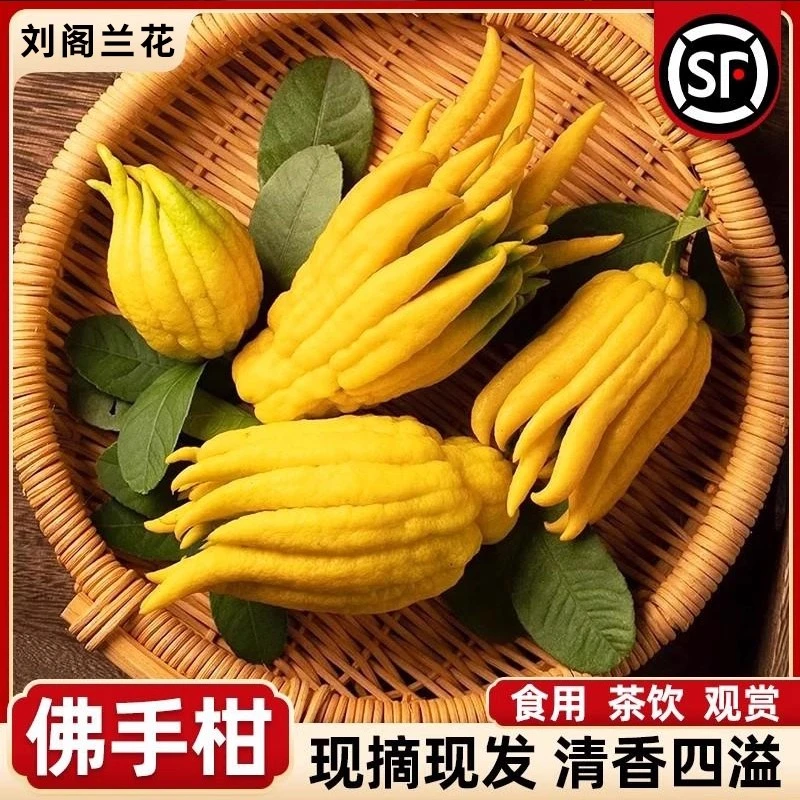 佛手柑水培植物鲜果桌面闻香可食用观赏摆件室内水养绿植新鲜现摘