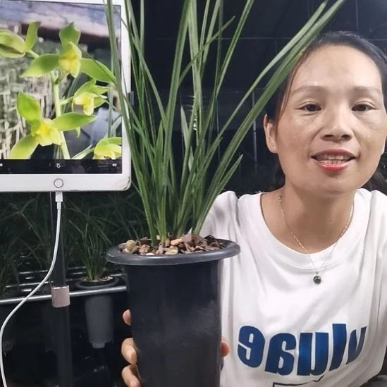 完全开放蕙兰金奥素。1花苞