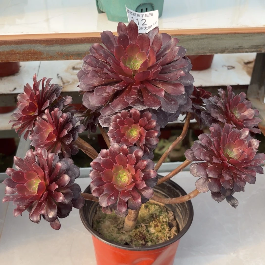 112黑铜壶多肉植物多肉植物