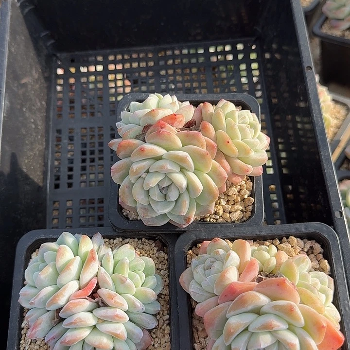 0118-20 冰玉精控三颗 不包整