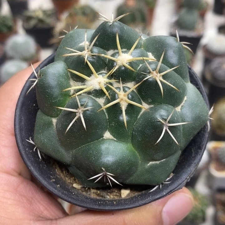 实生安宅象牙特价