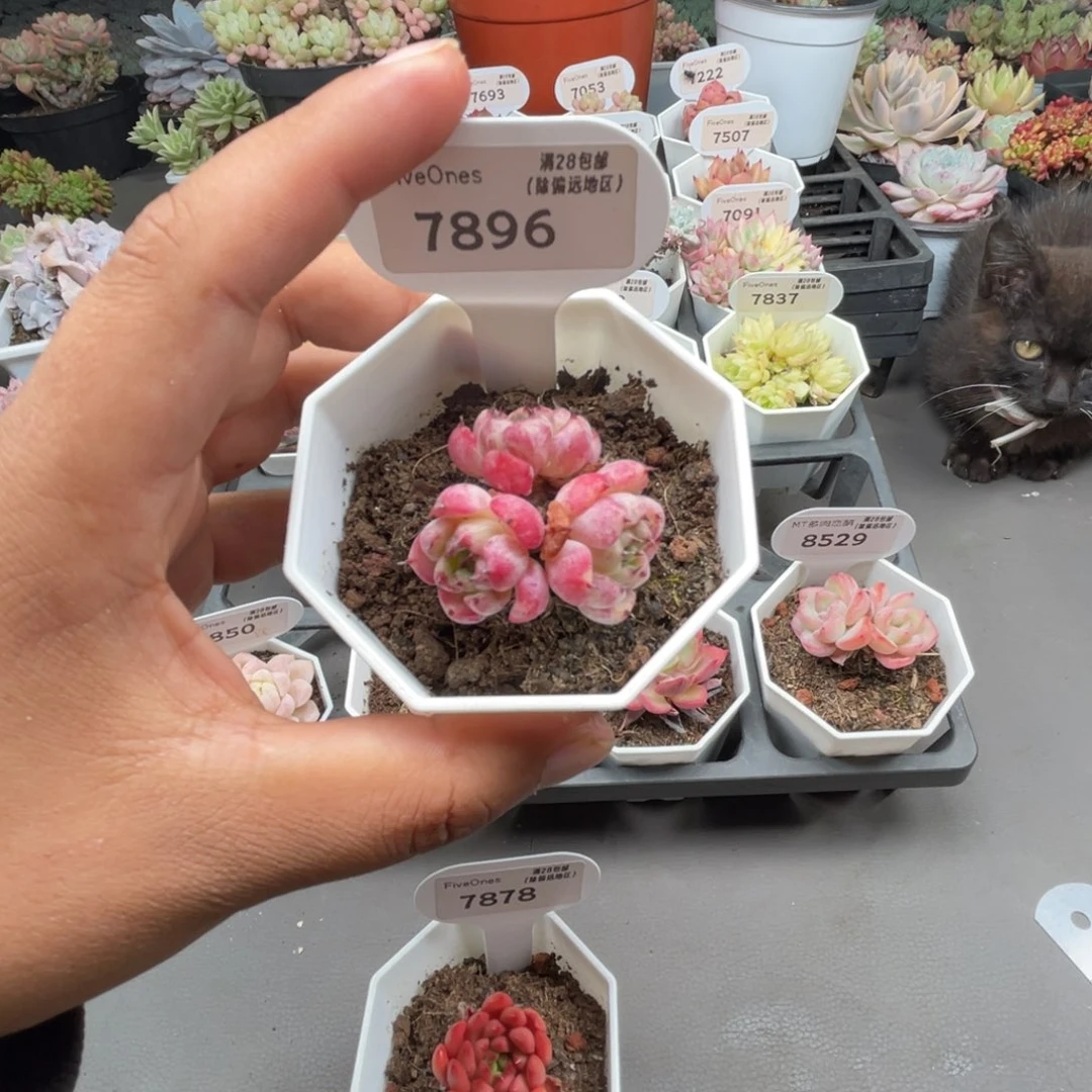 7896沙罗姬3.5厘米