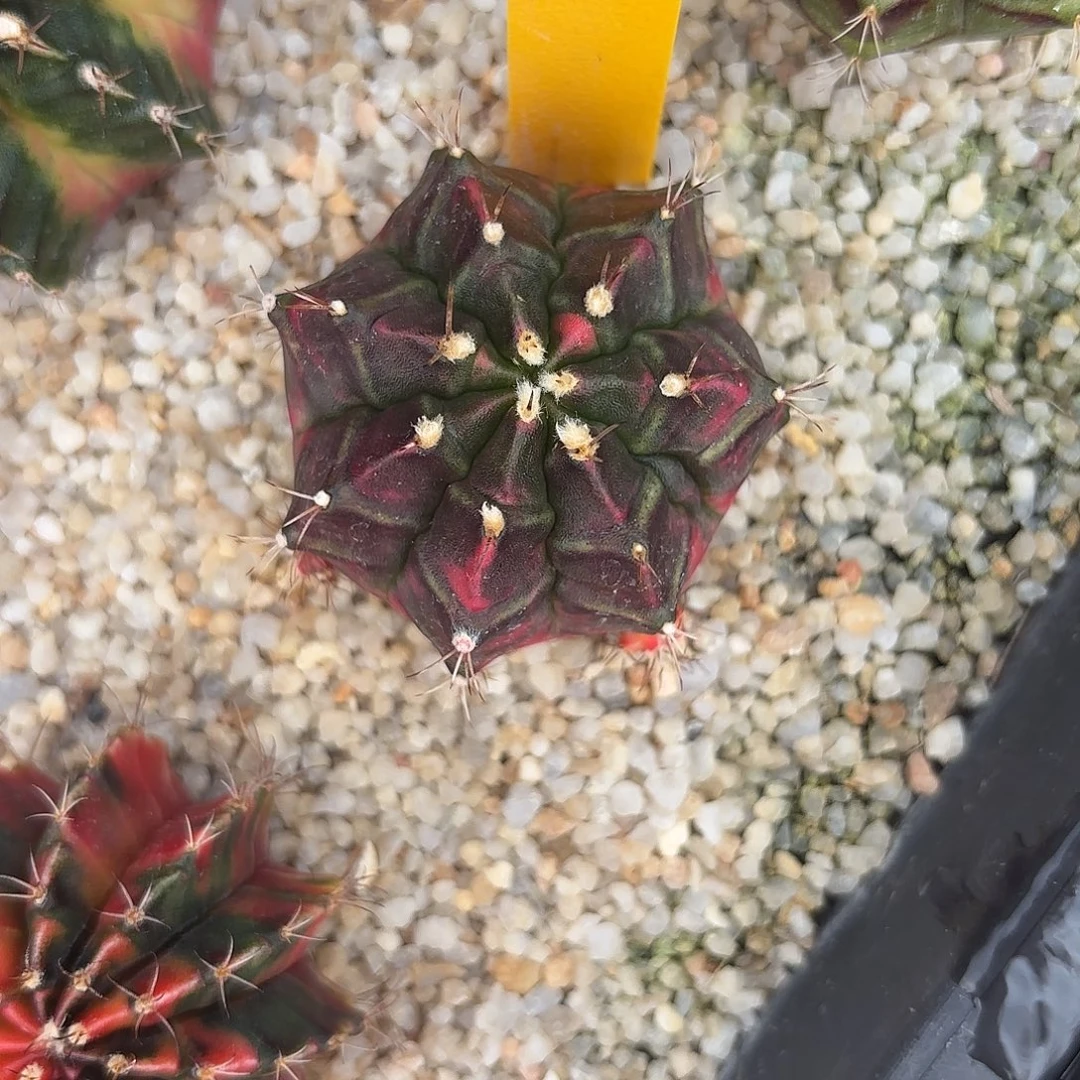 187-1025泰国发货多肉