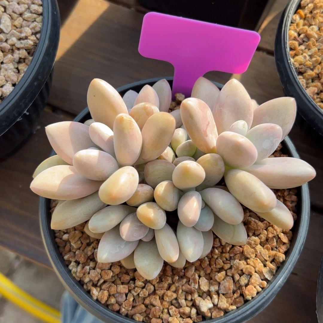 原始虞美人111111111111111