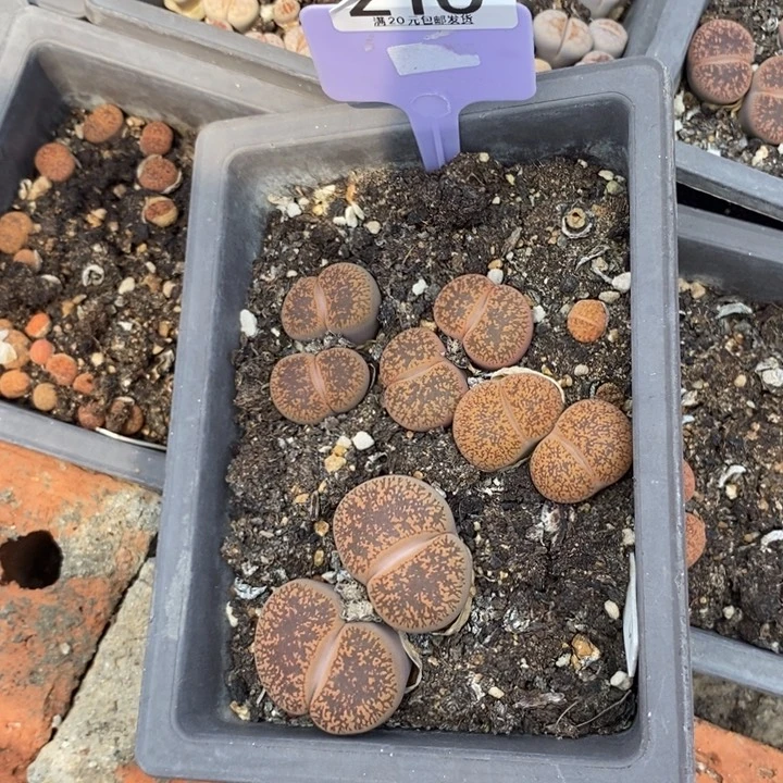 转***湖生石花等植物的生长216