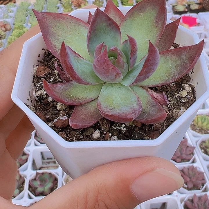 八角盆惊鸿19包邮