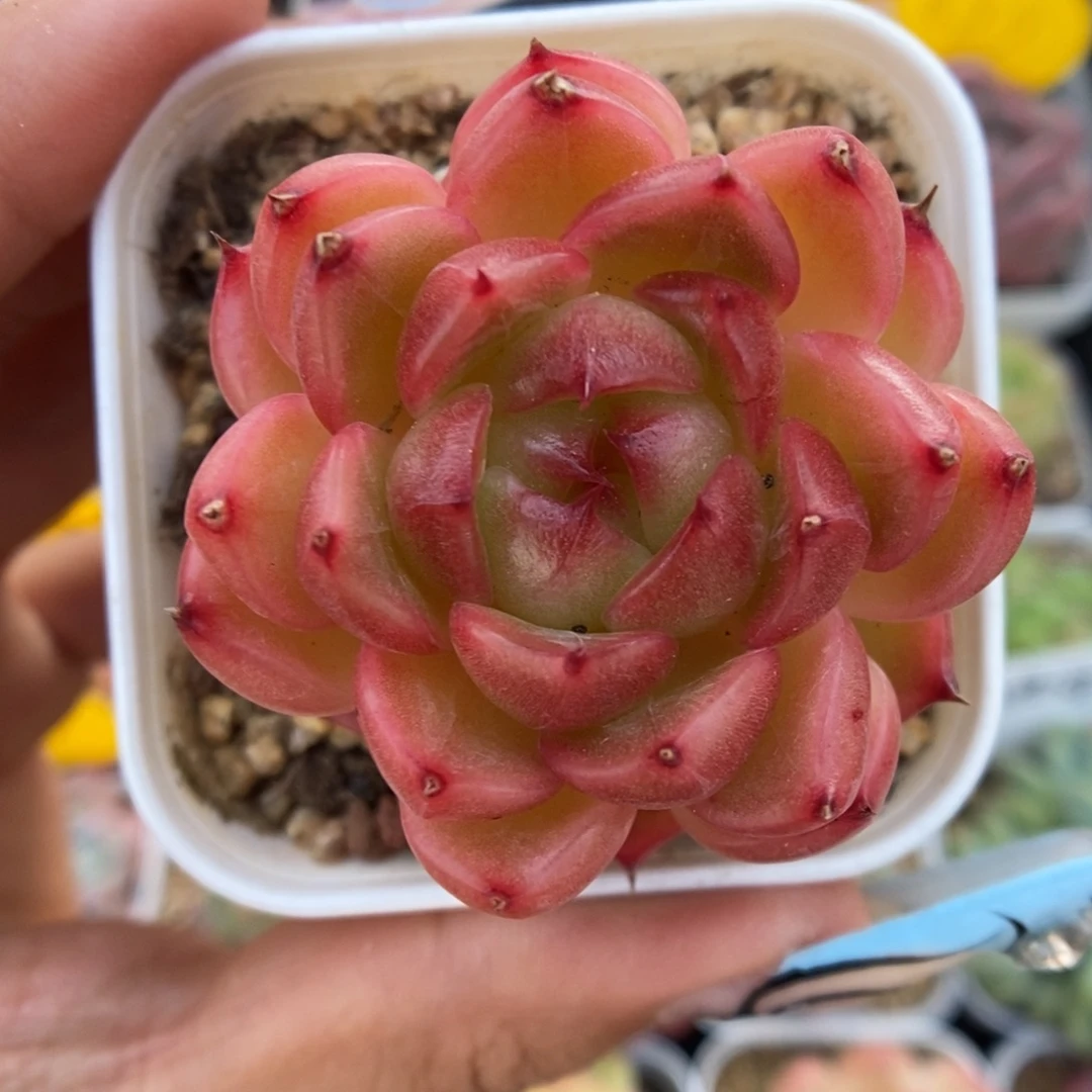 润玉珍妮可拍888号