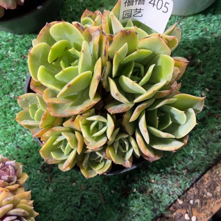 代****?405白雪公主多肉植物
