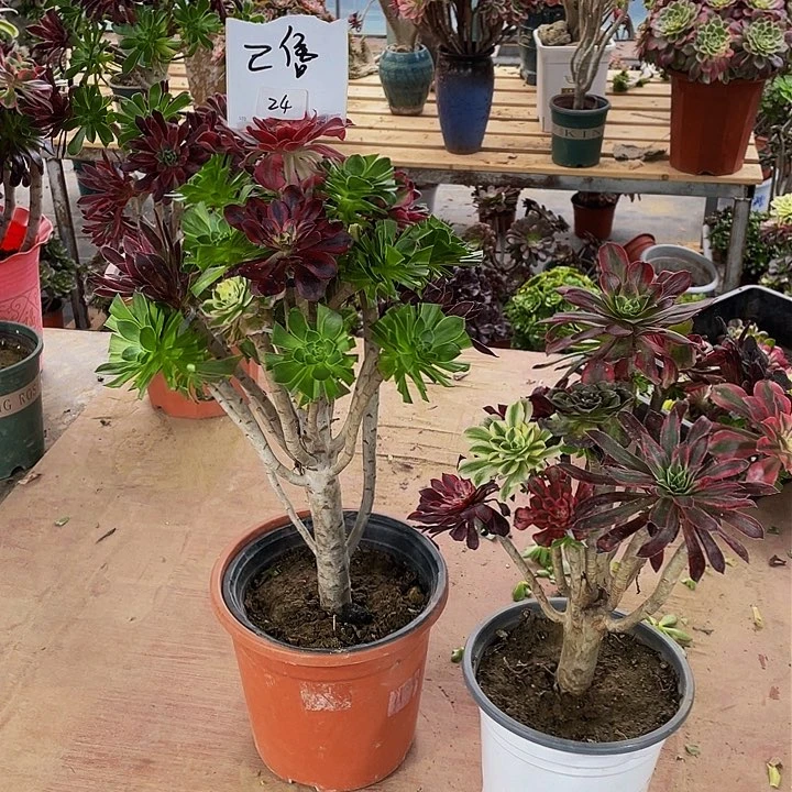 ❤*妹架接法师24号补差价