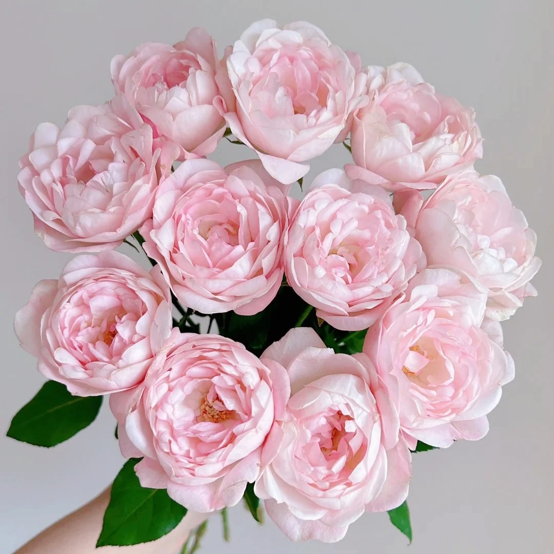 【花之物语】草莓杏仁饼多头玫瑰 包邮