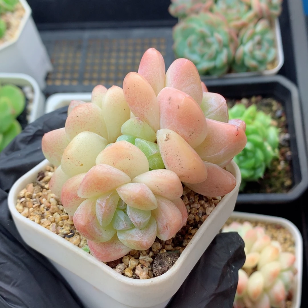 58包邮  群生不包整冰玉41