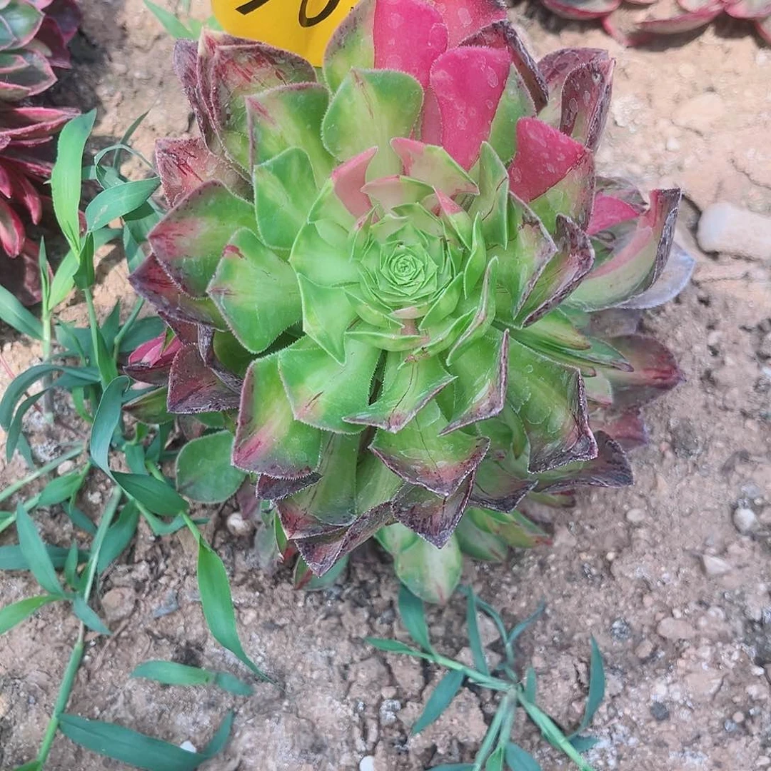 763知否多肉植物