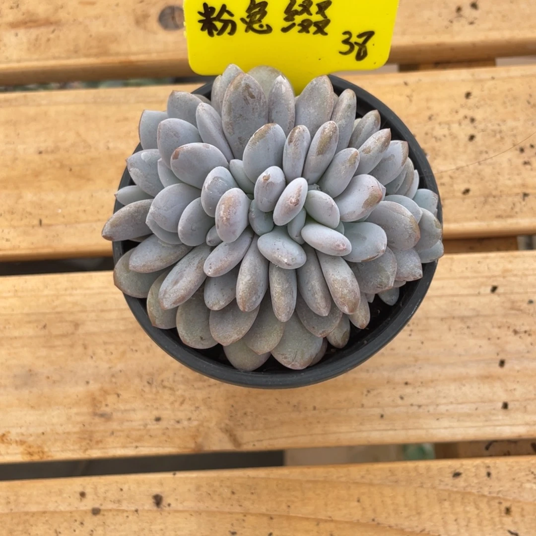 粉兔缀38。