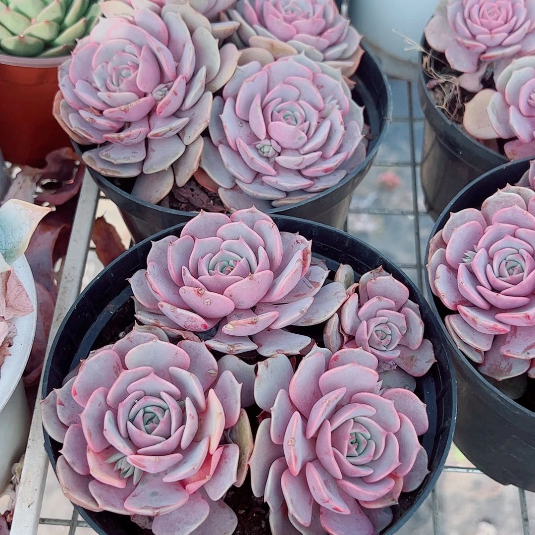 粉蝶多头群生老桩特价