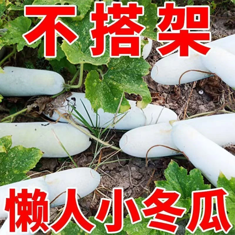 【全店5包包邮】满地爬小冬瓜种子冬瓜种子毛节瓜小冬瓜四季春天高