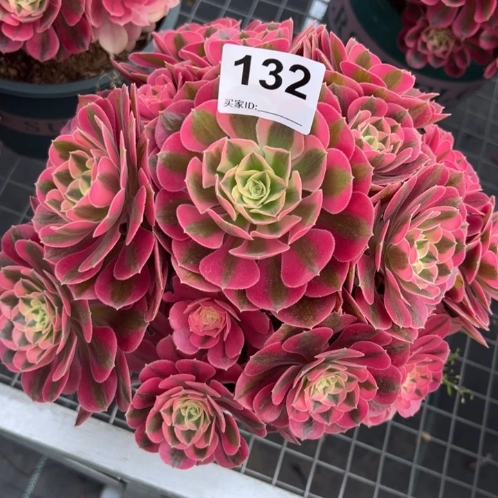 132女巫22厘米左右