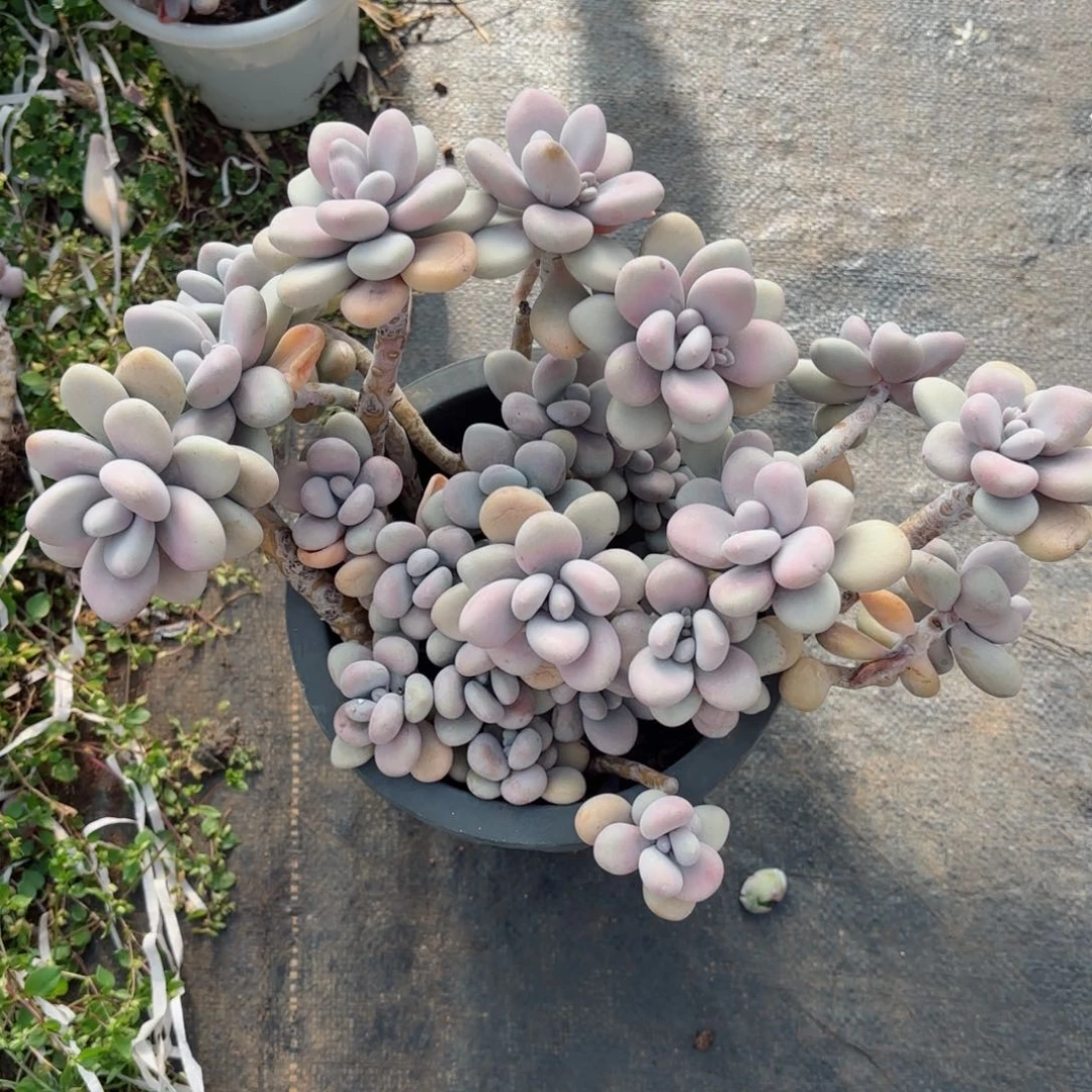 溪**u桃蛋1-45。