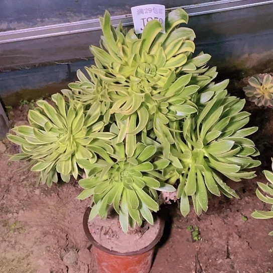 858虞姬多肉植物